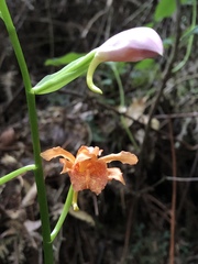Phaius mishmensis