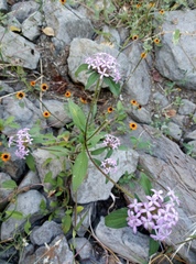 Crusea hispida