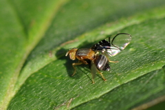 Anomoia purmunda