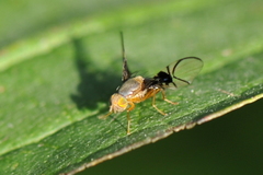 Anomoia purmunda