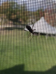 Leptoglossus clypealis