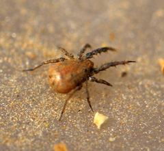 Caeculidae