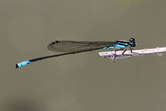 Acanthagrion quadratum