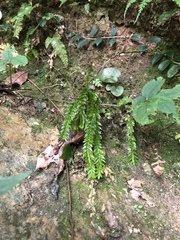 Phlegmariurus fordii