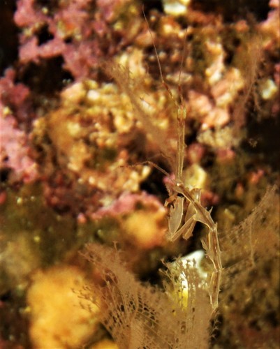 Pseudoprotella phasma