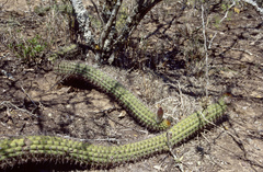 Trichocereus thelegonus