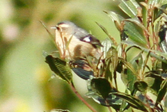 Conirostrum cinereum