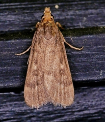 Loxostegopsis polle