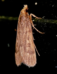 Loxostegopsis polle