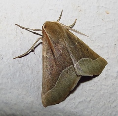 Drepanogynis cnephaeogramma