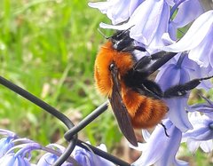 Bombus dahlbomii