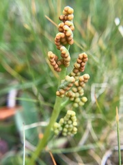 Botrychium simplex compositum