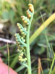 Botrychium simplex image