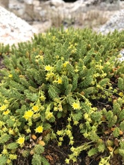Ivesia shockleyi