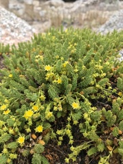 Ivesia shockleyi