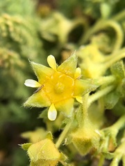 Ivesia shockleyi
