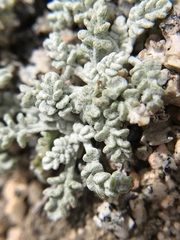 Chaenactis alpigena