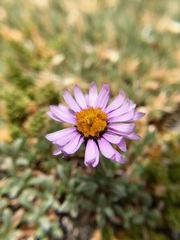 Erigeron pygmaeus