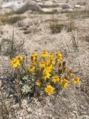 Eriophyllum lanatum integrifolium