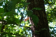 Heliosciurus undulatus