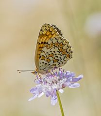 Melitaea pseudornata