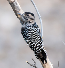 Ladder-Backed Woodpecker photo 5