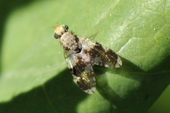 Tephritis formosa