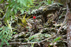 Tillandsia edithae