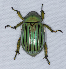 Chrysina gloriosa