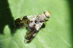 Tephritis formosa