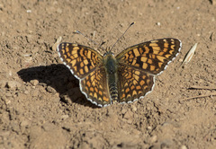 Melitaea pseudornata