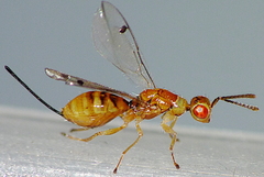 Megastigmus aculeatus
