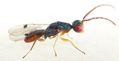 Megastigmidae