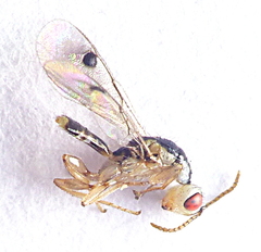 Megastigmidae
