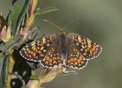 Melitaea pseudornata