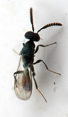 Cryptopristus