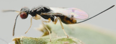 Megastigmidae