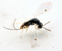 Megastigmidae