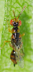 Megastigmidae