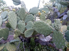Opuntia velutina