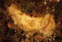 Halichondria panicea