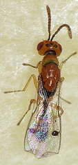 Megastigmidae