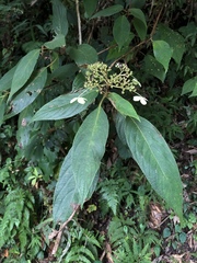 Hydrangea longifolia