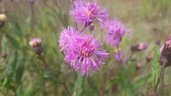 Vernonia greggii