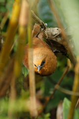 Cinnycerthia unirufa