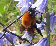 Bombus dahlbomii