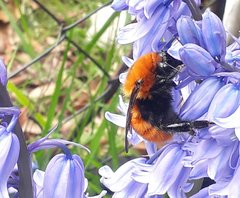 Bombus dahlbomii