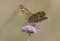 Melitaea pseudornata