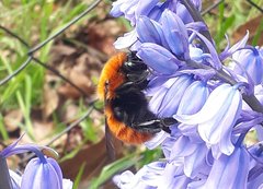 Bombus dahlbomii