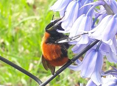 Bombus dahlbomii